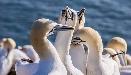 IM电竞APP：点亮你的专属电竞世界